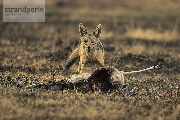 Black-backed jackal stands with kill watching camera