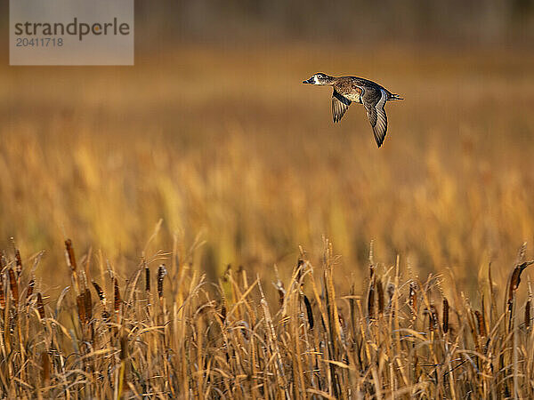 A ringneck duck flies over Anchorage's Potter Marsh on a late September day prior to fall migration. Part of the Anchorage Coastal Wildlife Refuge managed by the State of Alaska Department of Fish and Game  Potter Marsh is a very popular bird- and wildlife-viewing destination.