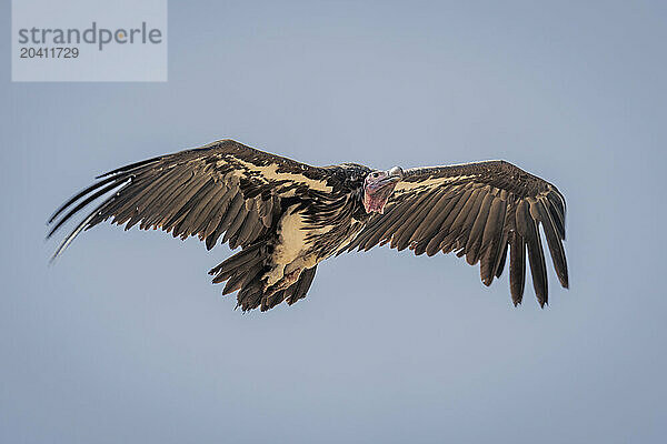 Lappet-faced vulture flies in clear blue sky