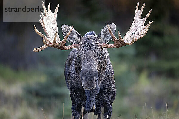 A bull moose  Alces alces  halts in a Southcentral Alaska meadow during the September rut  or breeding season. Moose are the largest member of the deer family. The animals are circumpolar and the Alaska-Yukon race  Alces alces gigas  is the largest of all.