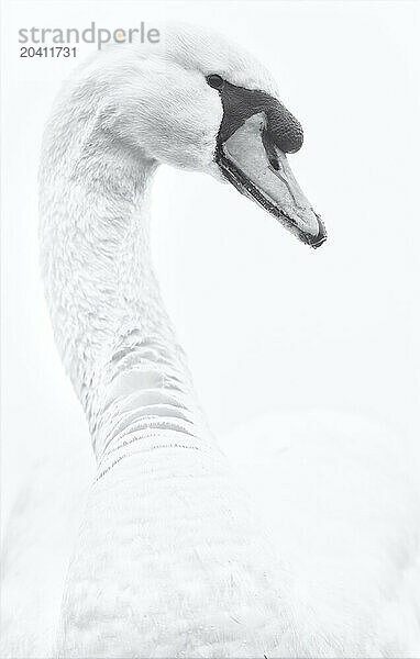 Portrait of swan near the village of Reach  Cambridgeshire  England  UK.