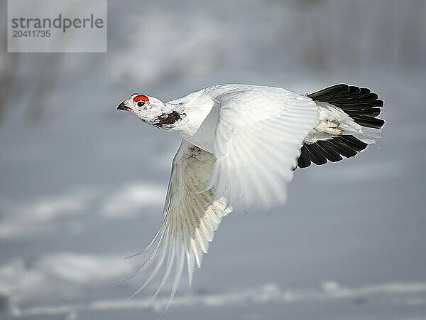 A male willow ptarmigan  Lagopus lagopus  soars low over its high-country territory in Southcentral Alaska's Chugach Mountains on an April day. The head and neck will become completely chocolate-brown as the bird's breeding colors develop.