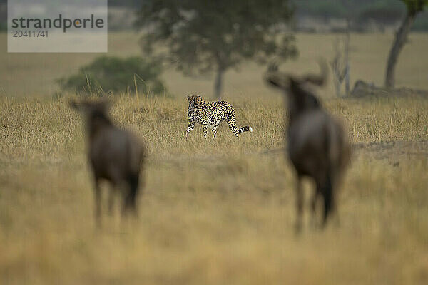 Two blue wildebeest stand watching cheetah pass