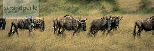 Slow pan panorama of blue wildebeest migrating