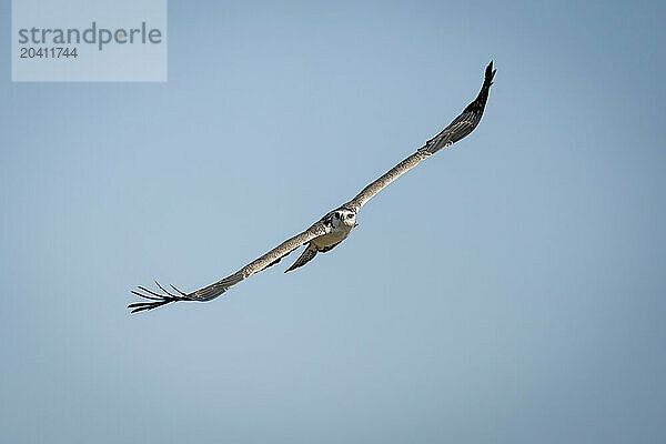 Juvenile martial eagle glides through blue sky