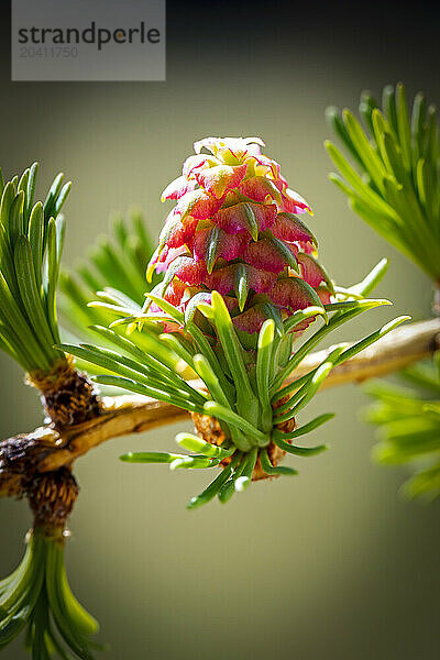 Close up of a larch cone in early spring