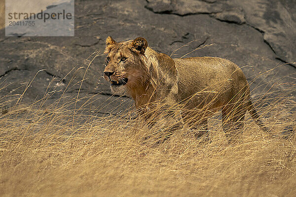 Young male lion stands by low rock