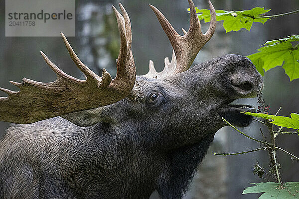 A mature bull moose  Alces alces  nibbles on ripe  red devil's club berries and leaves near Anchorage  Alaska  in early September. As the autumn breeding season - or rut - progresses  bulls will all but stop eating  focusing instead on breeding activities. Moose range from the Stikine River in Southeast Alaska all the way to the Colville River on the Arctic Slope. They are especially abundant on timberline plateaus; along the major rivers of Southcentral and Interior Alaska; and in recently burned areas that have generated dense stands of willow  aspen  and birch shrubs.