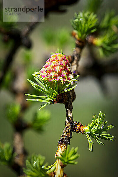 Close up of a larch cone in early spring