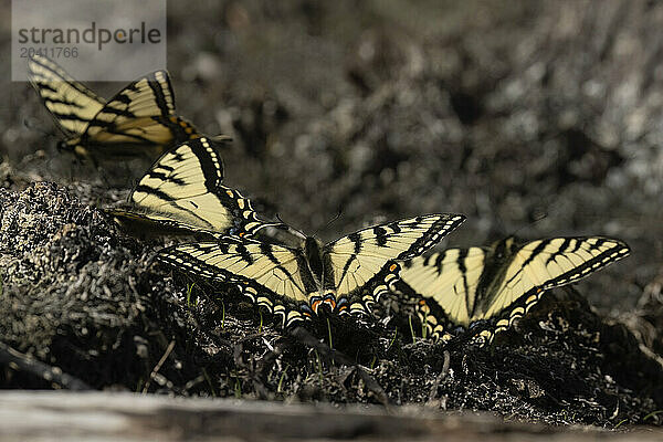 Swallowtail butterflies are large  colorful butterflies in the family Papilionidae