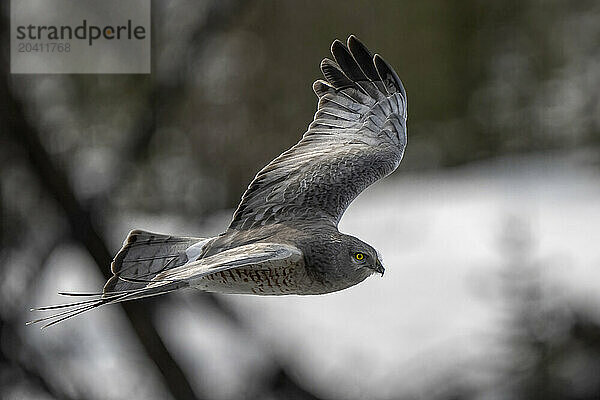 northern harrier (Circus hudsonius)  also known as the marsh hawk or ring-tailed hawk  is a bird of prey. It breeds throughout the northern parts of the northern hemisphere in Canada and the northernmost USA.