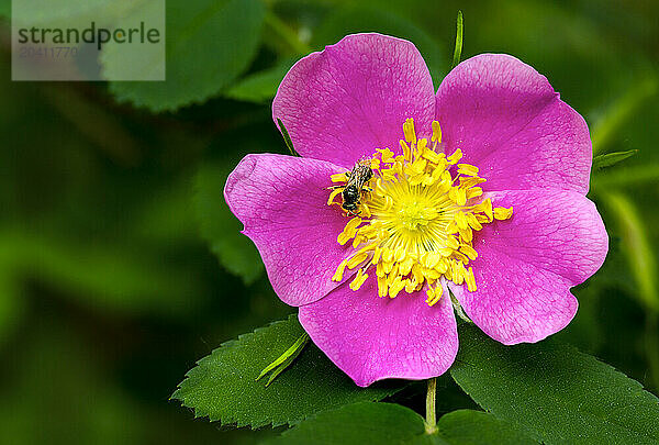 Close up of a wild rose with a bee collecting pollen