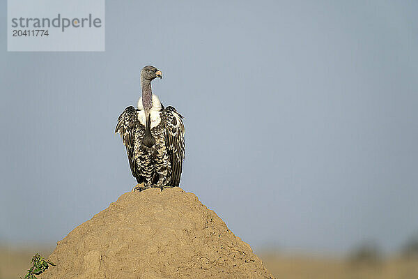 Ruppell vulture turns head on termite mound