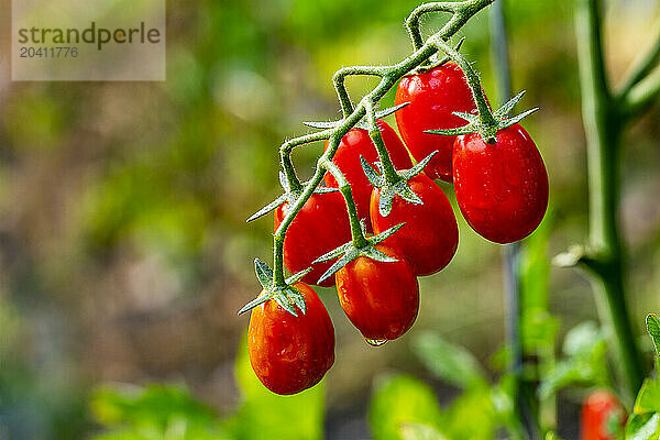 Close up of red ripe grape tomatoes on the vine with water droplets