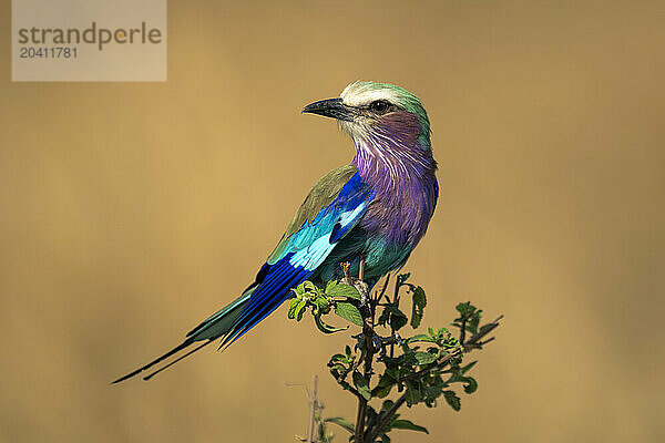 Lilac-breasted roller turns head on leafy branch