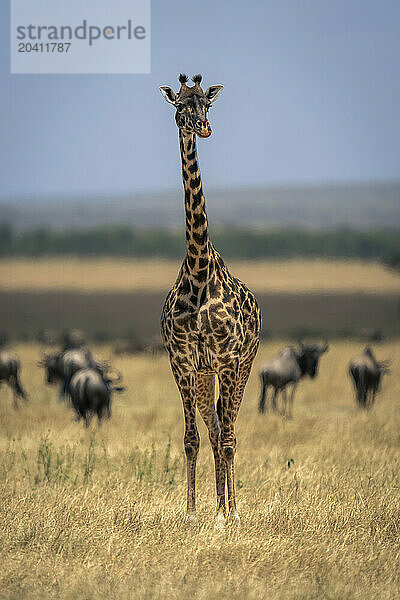 Masai giraffe stands on plain with wildebeest