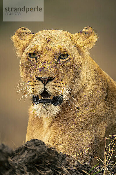 Close-up of lioness lying with hanging jaw