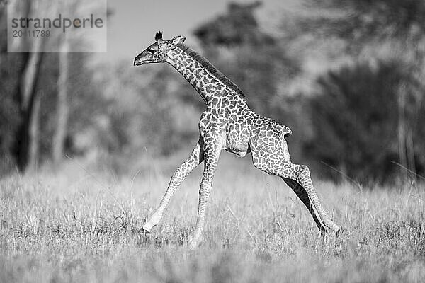 Mono juvenile Masai giraffe gallops across clearing