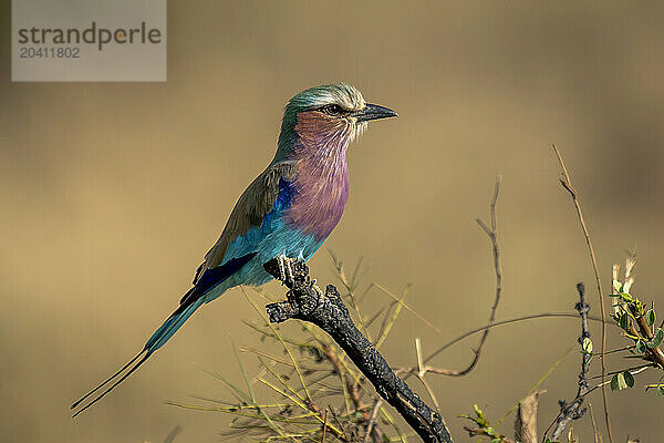 Lilac-breasted roller in profile on thick twig