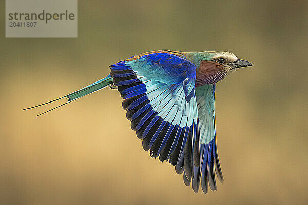 Lilac-breasted roller crosses savannah with wings lowered