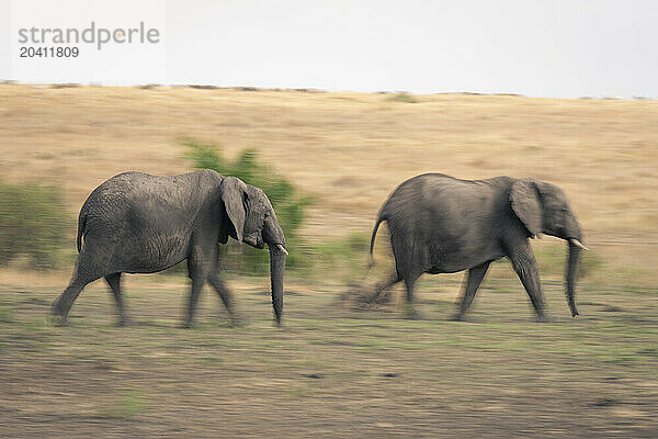 Slow pan of two elephants crossing grassland