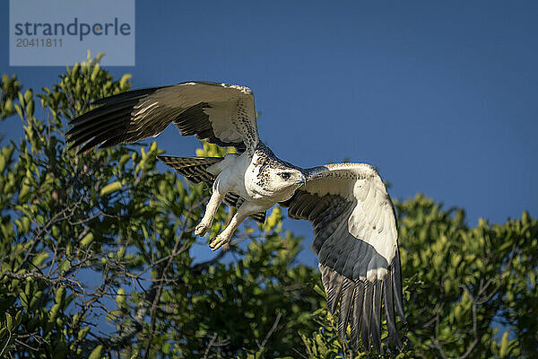 Juvenile martial eagle flying away from tree