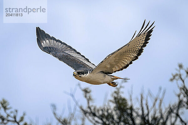 Augur buzzard flies past trees lifting wings