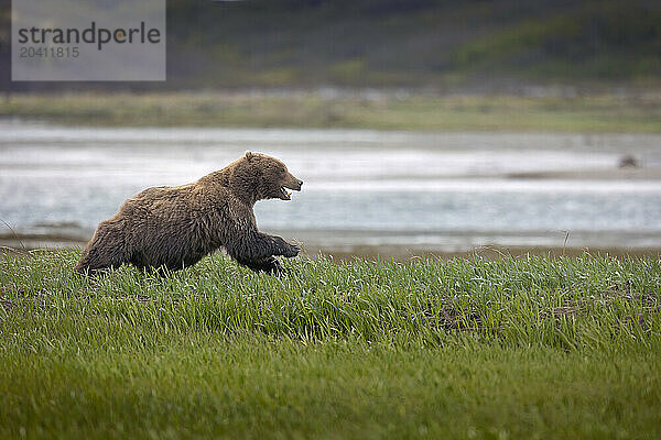 A brown bear boar flees at the arrival of a larger male on the sedge flats near McNeil River. Brown bears breed in early summer and boars sometimes fight each other furiously over sows.