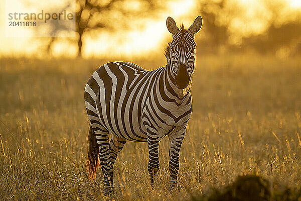 Plains zebra stands watching camera at dawn