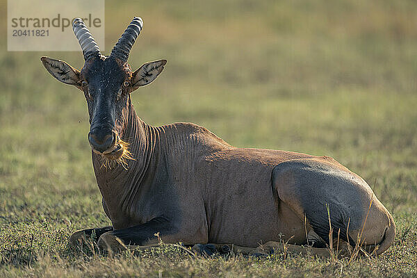 Topi lies on grassy plain watching camera