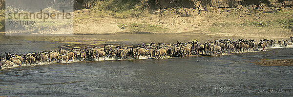 Slow pan panorama of wildebeest crossing river