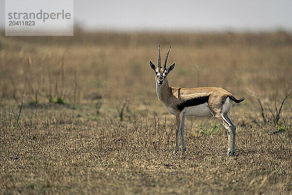 Thomson gazelle stands watching camera on savannah