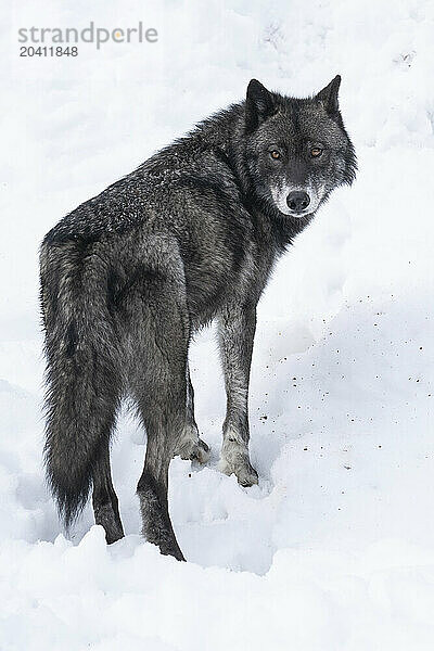 Wolf in the wild making eye contact.
Canis Lupus