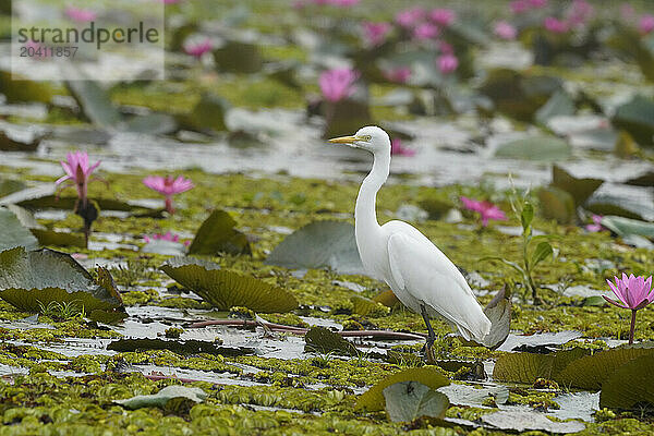 Egret on water lillies in Pink Lotus Lake  Thailand.