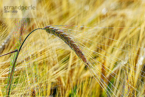 Close up of a ripening barley head in a field