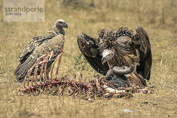 Lappet-faced and white-backed vultures guard wildebeest carcase