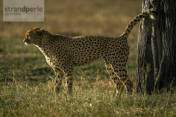 Cheetah stands marking territory against tree trunk