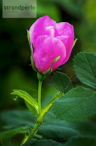 Close up of a wild rose not fully opened