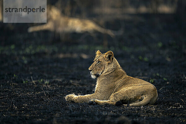 Young male lion lying on burnt savannah