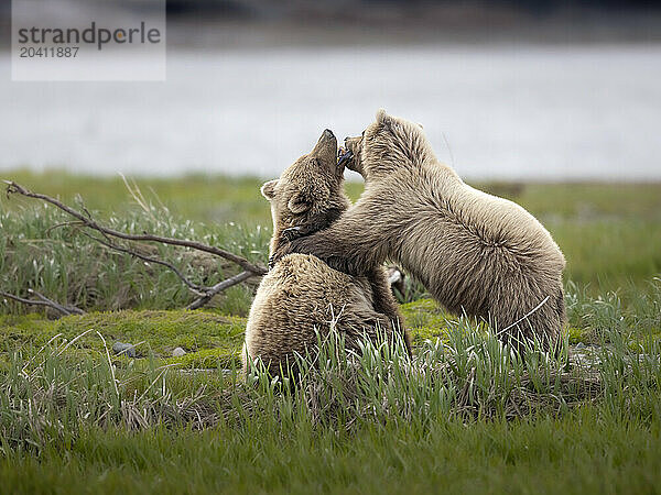 Yearling brown bear siblings  Ursus arctos  roughhouse near McNeil River  Alaska  while their mother feeds nearby on sedges. Brown bears gather in the area each spring and early summer to feed heavily on nutritious sedges prior to the arrival of local salmon runs.