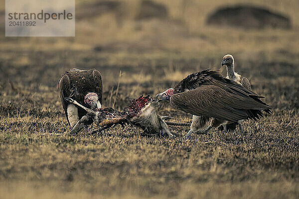 Two lappet-faced vultures pull apart gazelle carcase