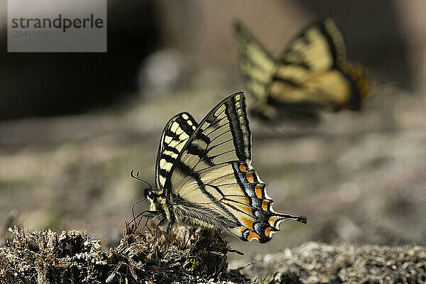 Swallowtail butterflies are large  colorful butterflies in the family Papilionidae