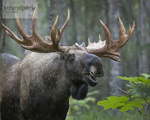 A mature Southcentral Alaska bull moose  Alce alces  pauses in a forest of birch and spruce. Moose are found in Alaska's boreal forests  taigas  and subarctic habitats. Moose range from the Stikine River in Southeast Alaska all the way to the Colville River on the Arctic Slope. They are especially abundant on timberline plateaus; along the major rivers of Southcentral and Interior Alaska; and in recently burned areas that have generated dense stands of willow  aspen  and birch shrubs.