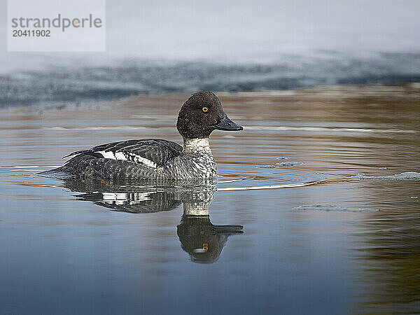 A goldeneye  Bucephala clangula  a hardy diving duck  navigates an open lead in late-March ice in Anchorage's Westchester Lagoon.