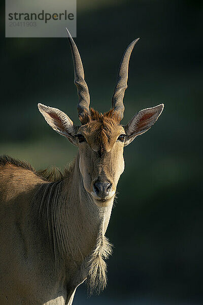 Close-up of male common eland watching camera