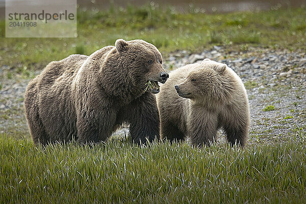 A sow brown bear  Ursus arctos  feeds on sedges as her yearling cub looks on near McNeil River  Alaska. Brown bears gather in the area each spring and early summer to feed heavily on nutritious sedges prior to the arrival of local salmon runs.