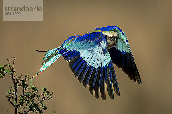 Lilac-breasted roller flies with wings hiding head