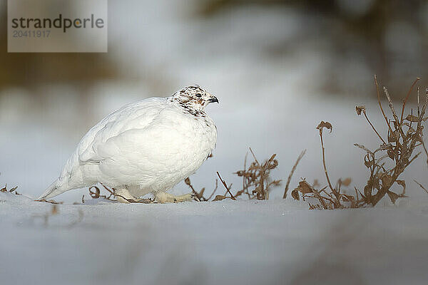 A willow ptarmigan hen walks on heavily feathered feet that act as snowshoes in this image taken in Chugach State Park in early May.