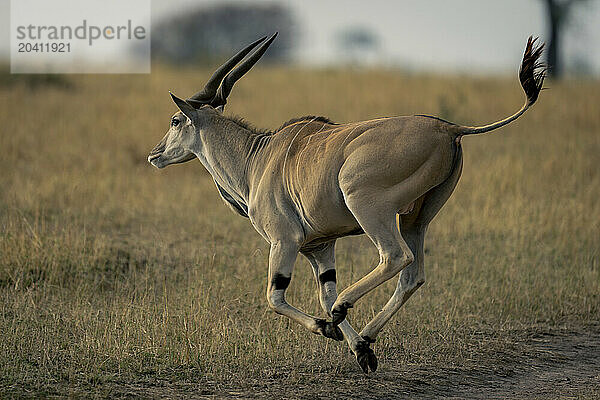 Male common eland galloping across dirt track