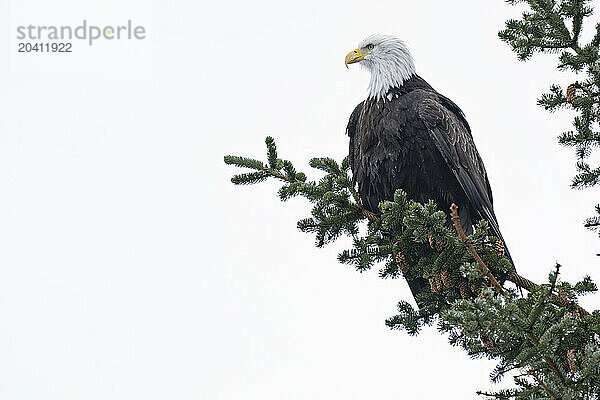 Bald Eagle sitting in a tree